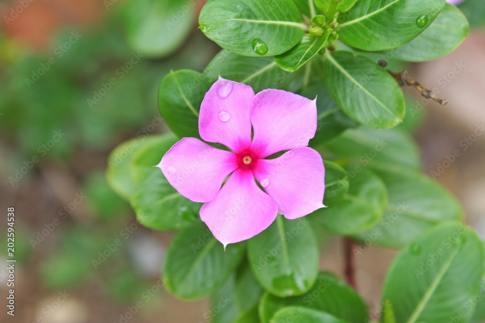 Pink flower blooming with water drops,Catharanthus roseus in garden background Pink flower blooming with water drops,Catharanthus roseus in garden background