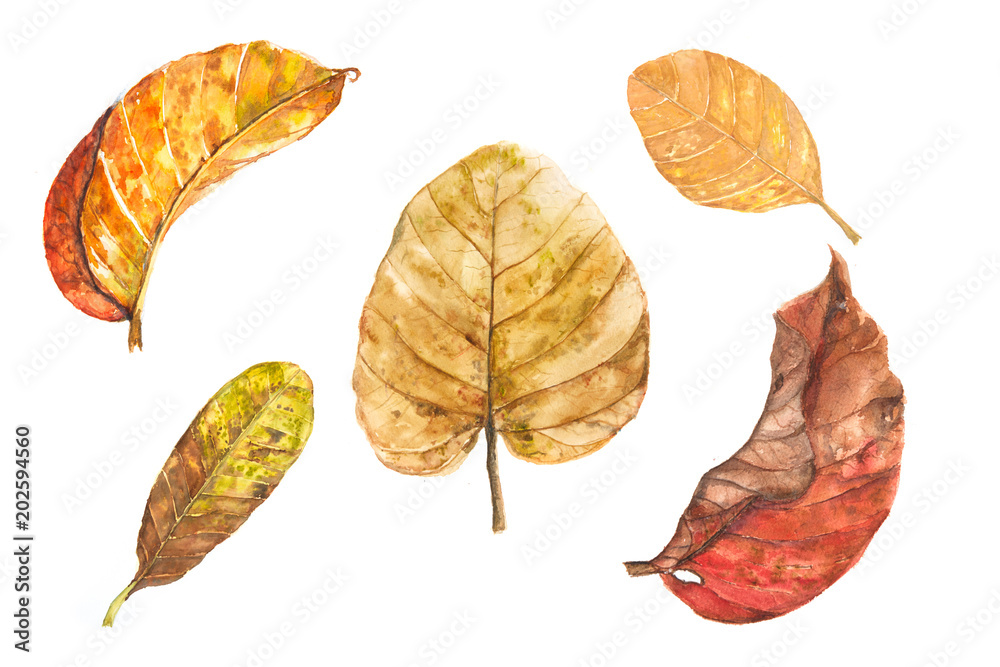 Set of five watercolor dry leaves on white background, leaf art concept  Stock Illustration | Adobe Stock