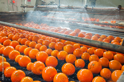 Obraz na płótnie The process of washing and cleaning of citrus fruits in a modern production line w salonie