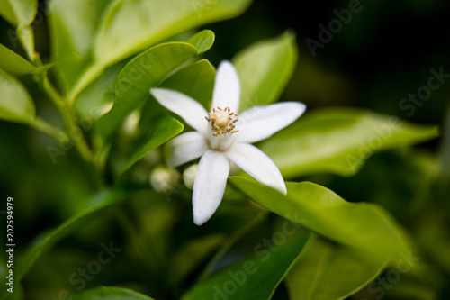 Neroli. Green bright orange tree leaves and orange flower neroli with raindrops, dew background