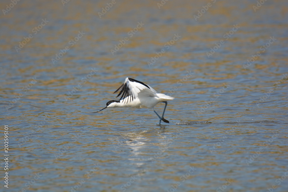 avocet avocet
