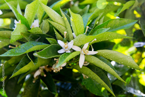 Neroli. Green bright orange tree leaves and orange flower neroli