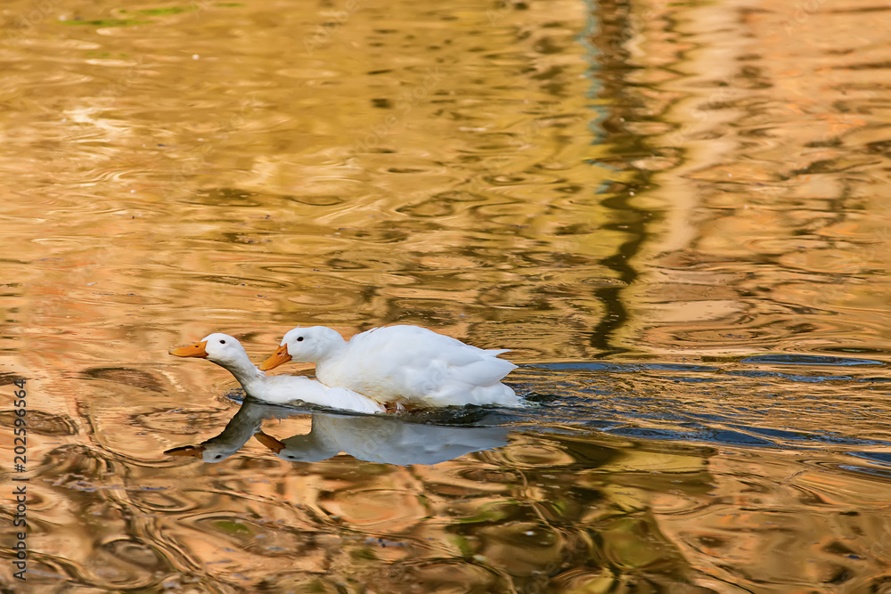 Naklejka premium Swans lead love in the water