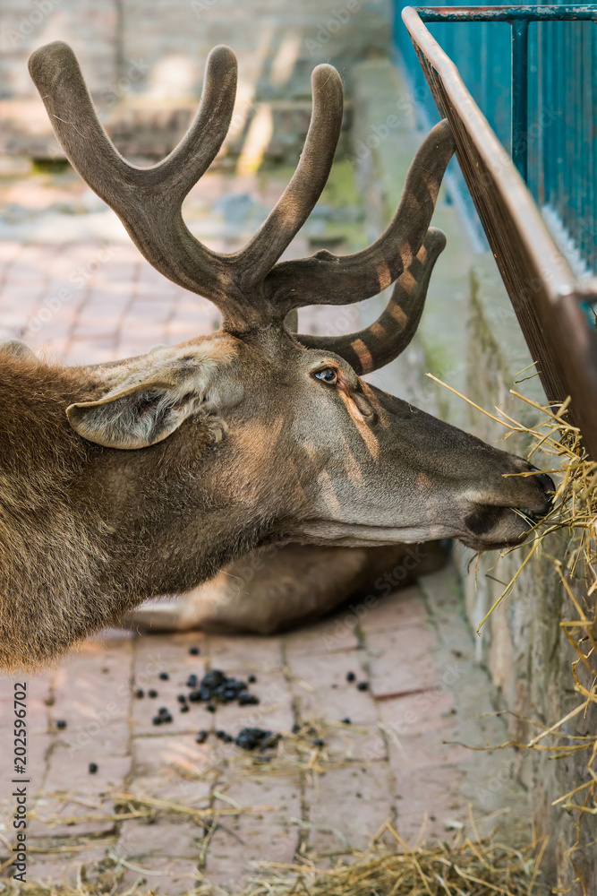Naklejka premium deer in captivity