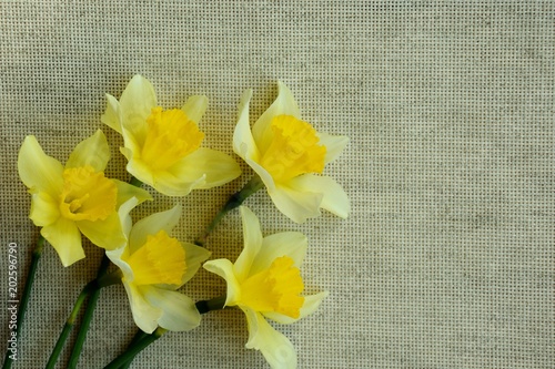 Fototapeta Naklejka Na Ścianę i Meble -  flowers of daffodils