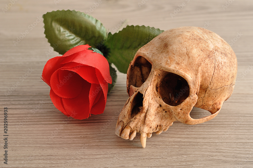 A monkey skull displayed with a red artificial rose A monkey skull displayed with a red artificial rose