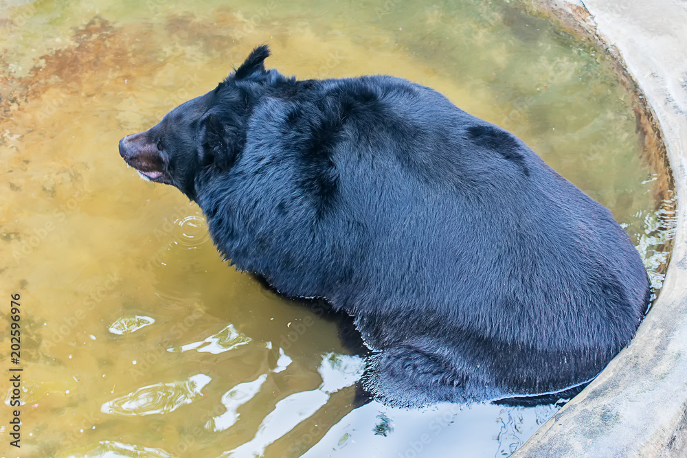 Naklejka premium Black bear in the water
