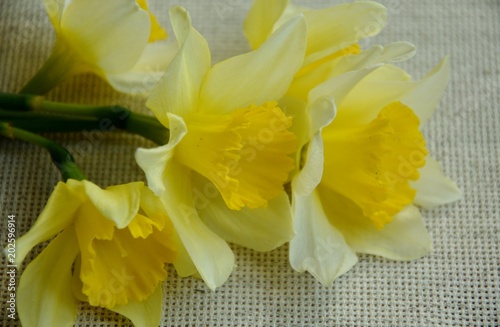 Fototapeta Naklejka Na Ścianę i Meble -  flowers of daffodils