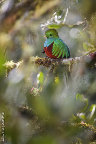 Resplendent Quetzal - Pharomachrus mocinno, beautiful colorful iconic bird from Central America forests, Costa Rica.