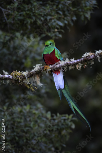 Resplendent Quetzal - Pharomachrus mocinno, beautiful colorful iconic bird from Central America forests, Costa Rica.