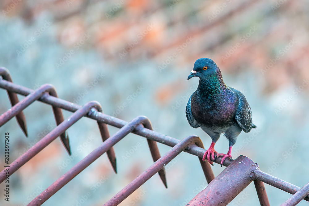 Naklejka premium The pigeon poses 