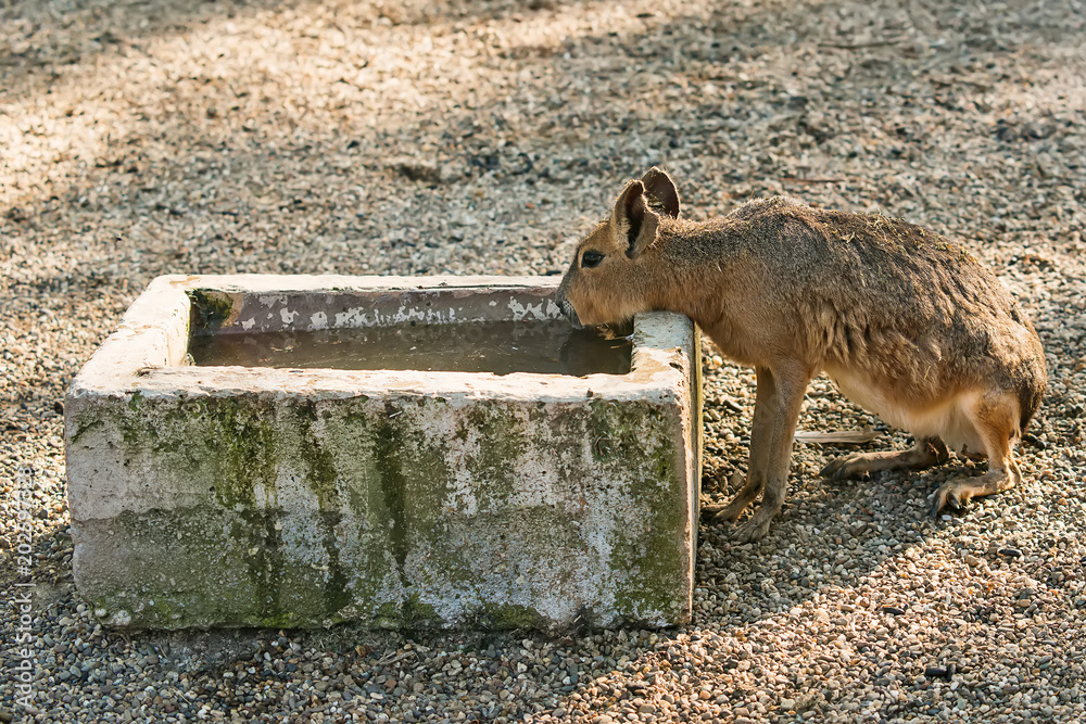 Naklejka premium The Patagonian mara resembles a jackrabbit.