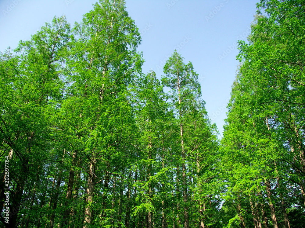 春のメタセコイア