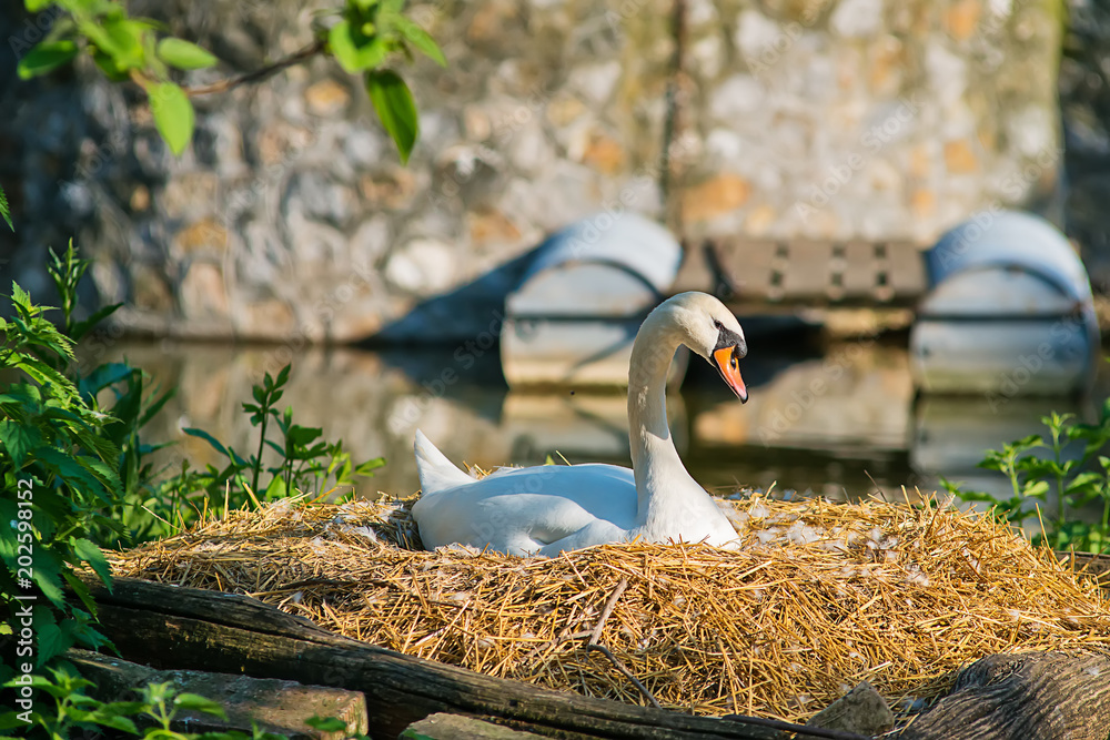 Naklejka premium Swan On Nest