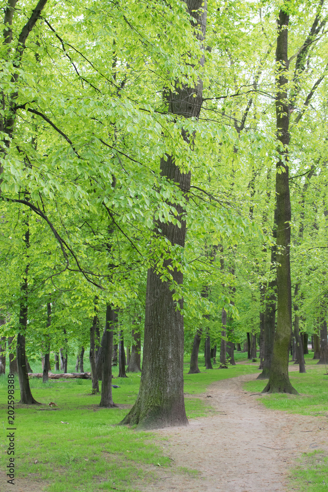 Fototapeta premium Country Path in Old Green Park