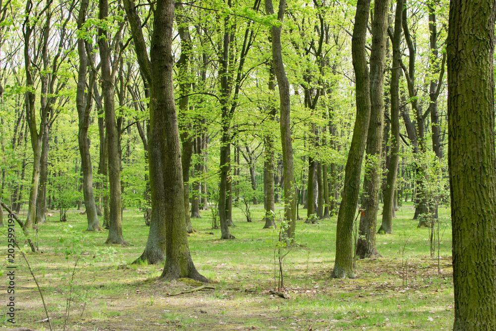 Naklejka premium Green Trees in Spring Park