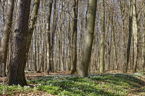 forest with wood anemones in spring