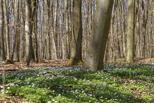 forest with wood anemones in spring