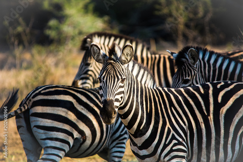curious zebras in krueger national park south africa photo