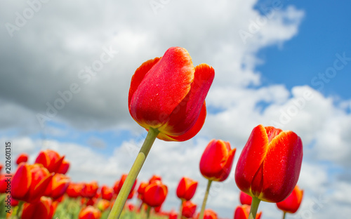 Field with colorful tulips below a blue cloudy sky in spring  