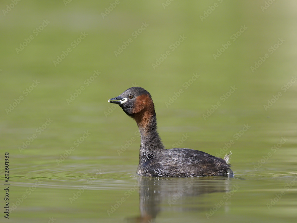 Little grebe or Dabchick, Tachybaptus ruficollis Little grebe or Dabchick, Tachybaptus ruficollis