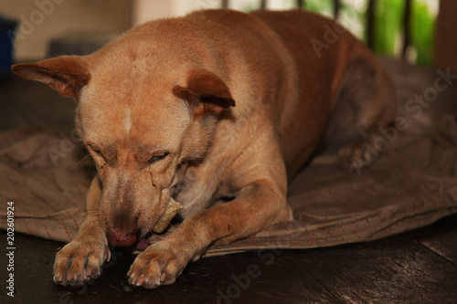 Thai dog eating on old blanket