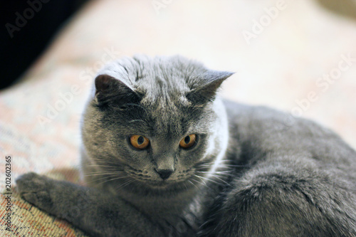 Gray cat with beautiful eyes. Cat is close-up.