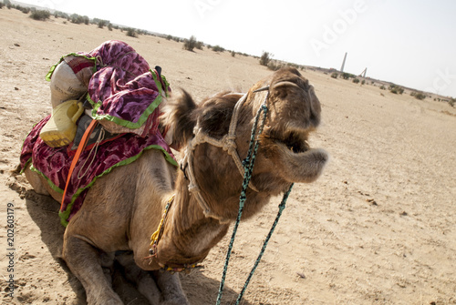 dromedario desierto Thar Rajastan India