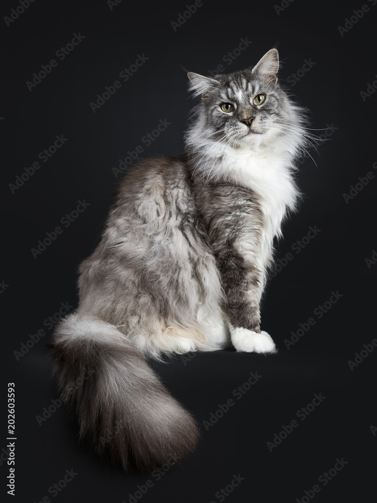 Handsome adult senior Maine Coon cat sitting side ways isolated on black background with tail hanging down over edge and straight in lens