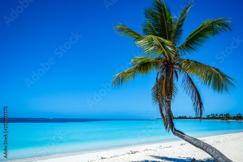 Fototapeta Naklejka Na Ścianę i Meble -  Beach and palm trees on beautiful island