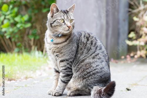 Portrait of a gray-brown male tabby cat in the backyard