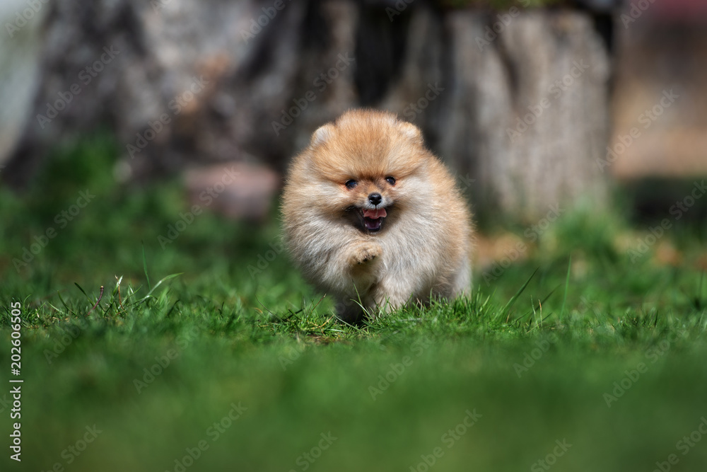 funny pomeranian spitz puppy running on grass