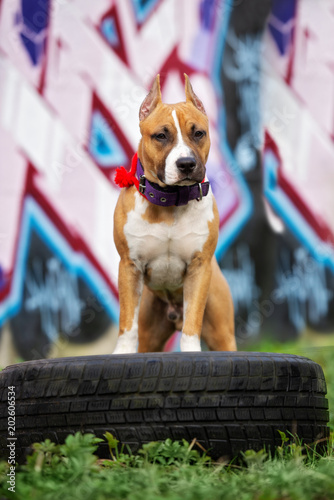 american staffordshire terrier puppy posing outdoord photo