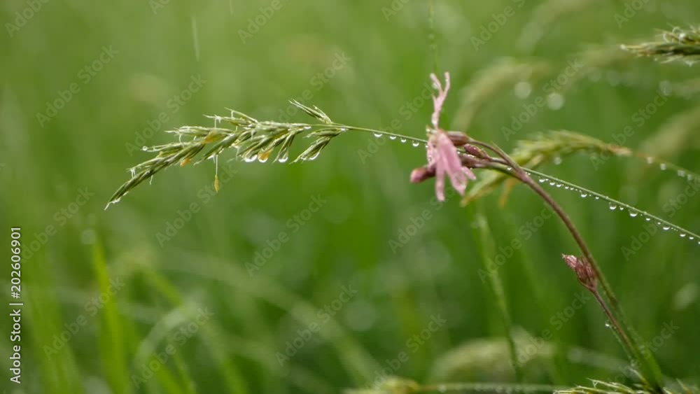 Rain drops in slow motion on sweet holy grass at spring Rain drops in slow motion on sweet holy grass at spring