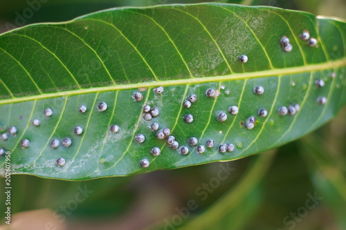Close up Insects on mango leaves