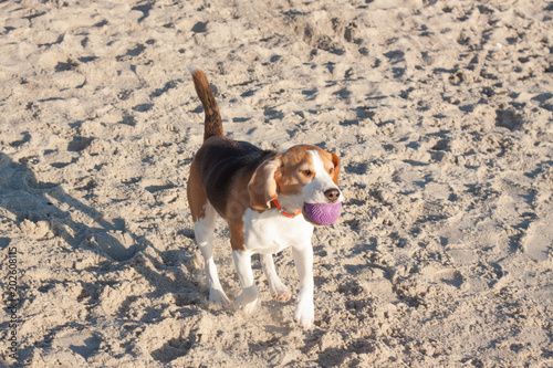 Beagle puppy play on the beach in sunny day 