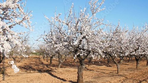 Plantation of flowering almonds photo