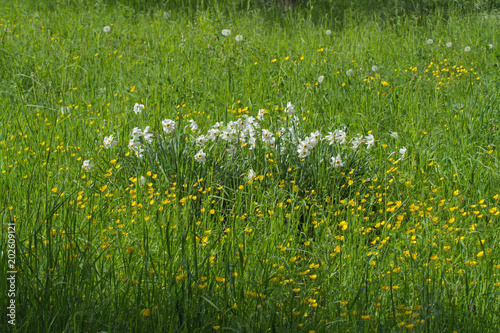 Fototapeta Naklejka Na Ścianę i Meble -  wiesenblumen