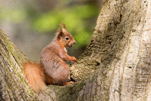 Red Squirrel in Tree © suerob