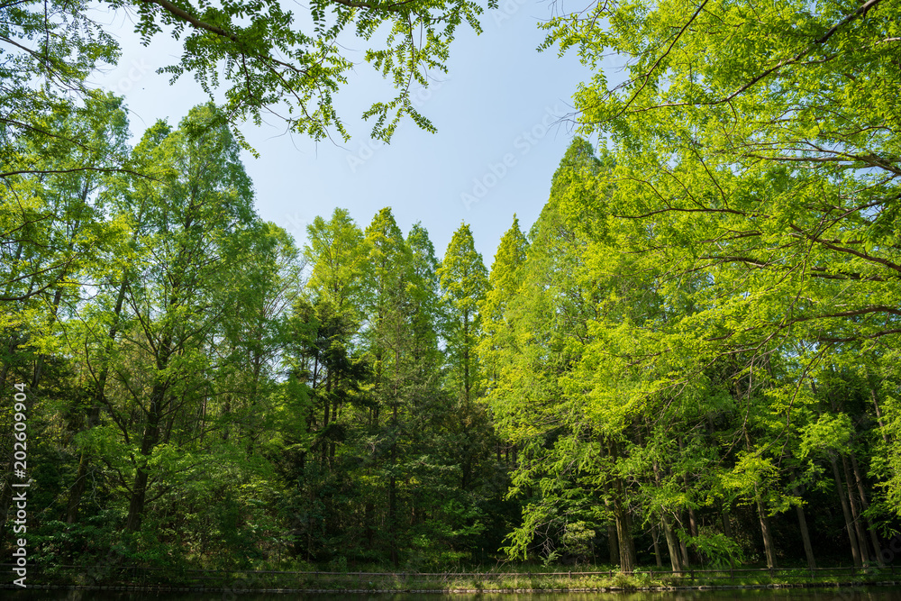 Fototapeta premium 休日の公園