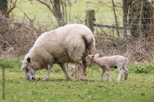 Lambs with their mother  in spring