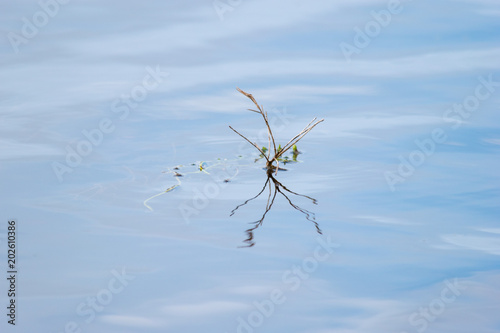 Stick reflected on water