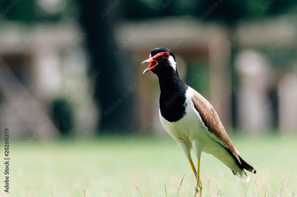 Red-Wattle lapwing , bird Red-Wattle lapwing , bird