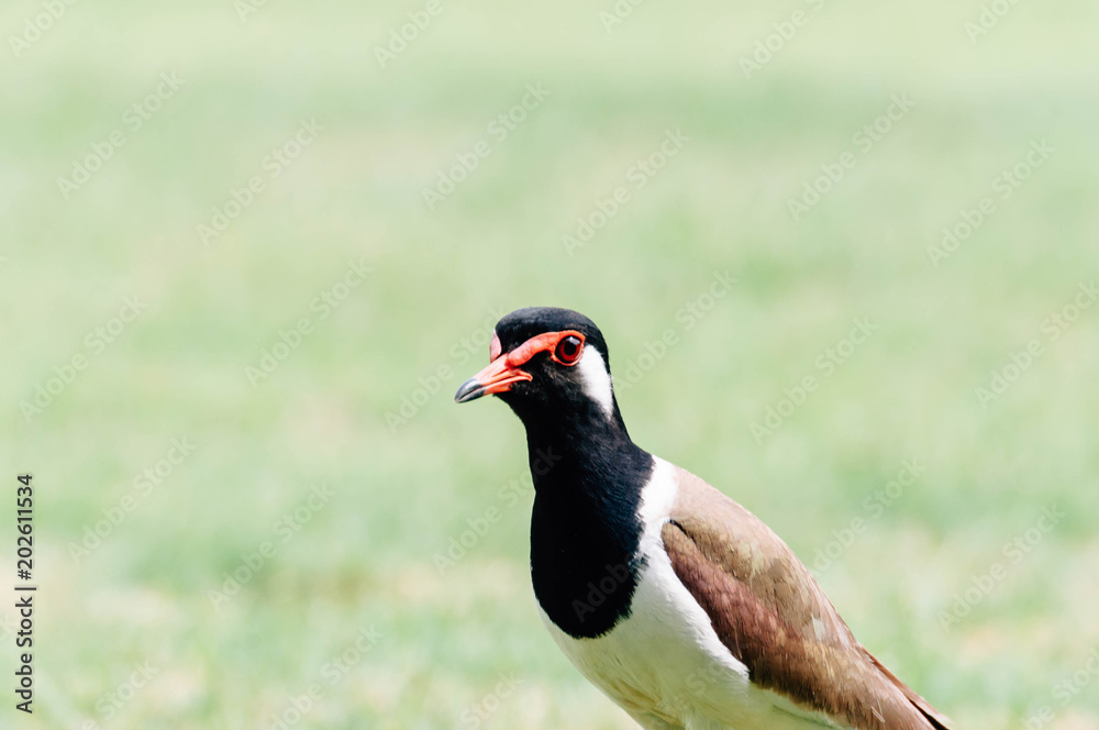 Red-Wattle lapwing , bird Red-Wattle lapwing , bird