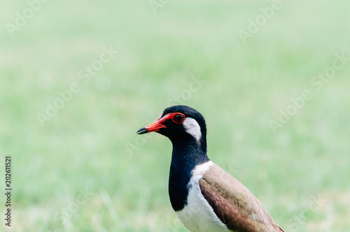Red-Wattle lapwing , bird © SunatP