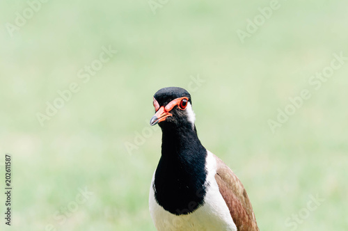 Red-Wattle lapwing , bird © SunatP