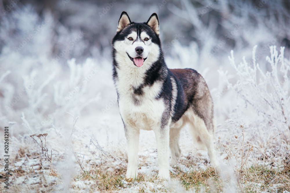 husky dog black and white color stands in the field in the winter