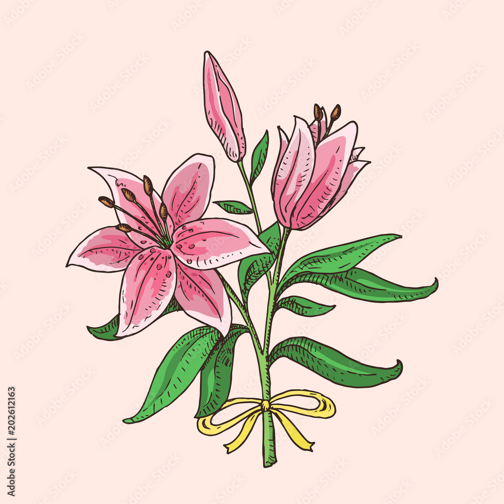 Hand drawn lily bouquet. Beautiful pink flowers. Spring symbol.