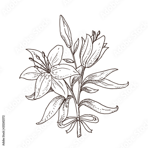 Black and white hand drawn lily bouquet. Beautiful flowers. Spring symbol.