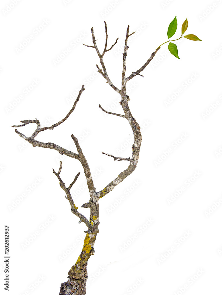 Fototapeta premium Close up of dry branch